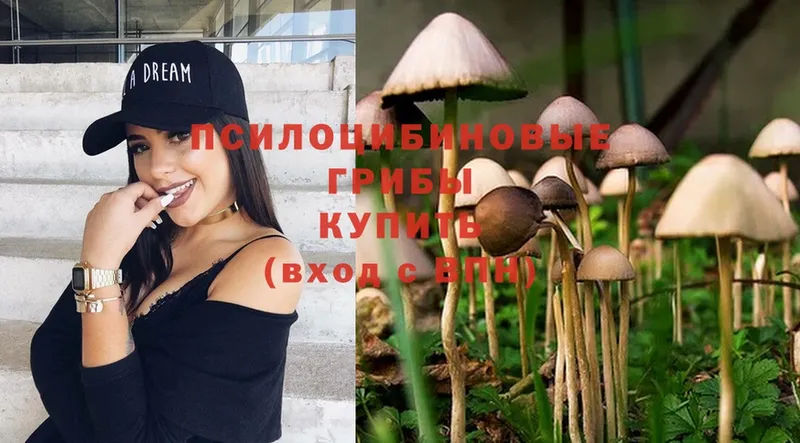 Псилоцибиновые грибы Psilocybine cubensis Великий Устюг